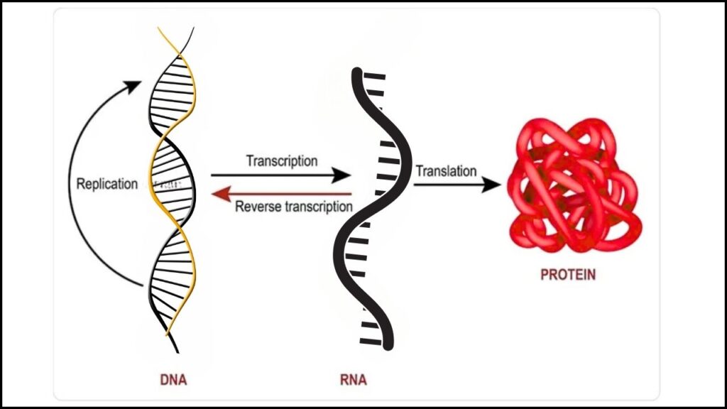 New AI Tool Supercharges mRNA Treatments — Hope for Viruses, Cancer, and Genetic Disorders 2 What is mRNA