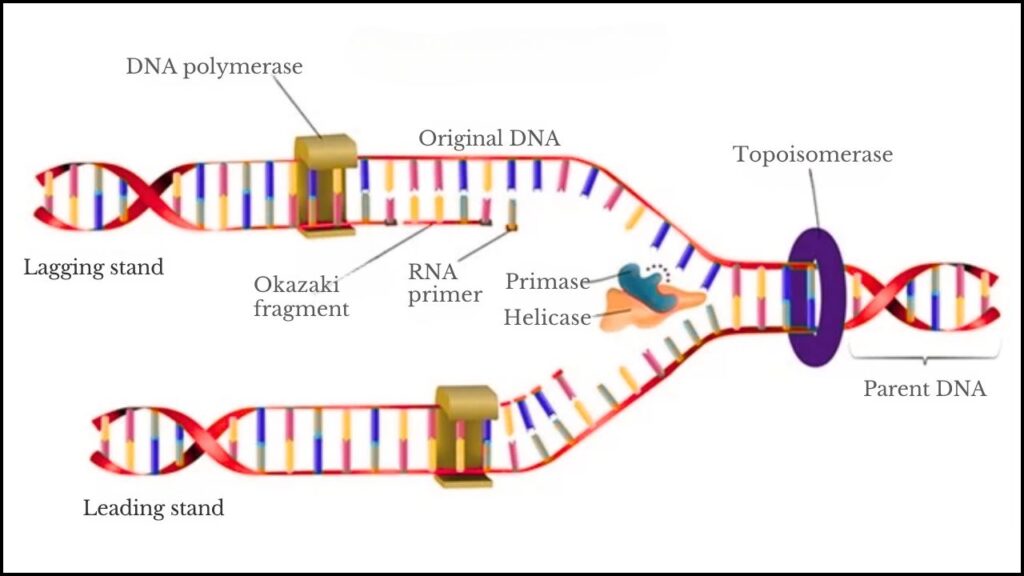 Breakthrough in DNA Machines: How Scientists Are Turning DNA Into Programmable Molecular Robots 2 Why DNA Machines Matter