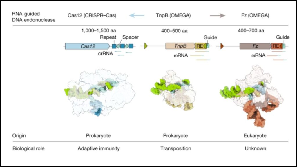 Fanzor nucleases