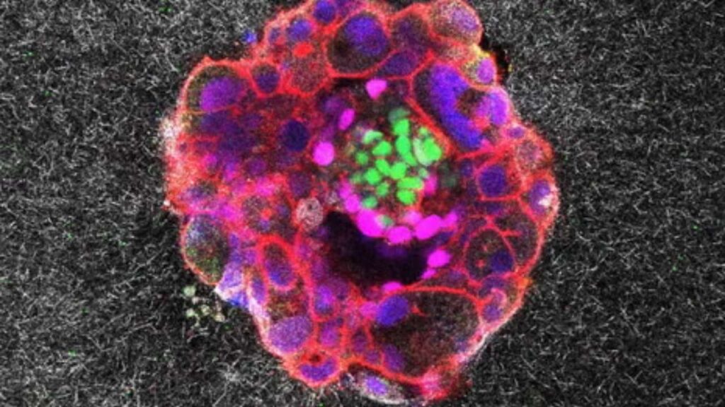 First-Ever Footage Shows Human Embryo Implanting in the Uterus 1 First-Ever Footage Shows Human Embryo Implanting in the Uterus