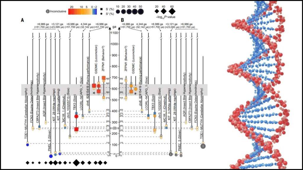 The Single Genetic Mutation That May Have Made Horses Rideable 2 GSDMC Gene Mutation