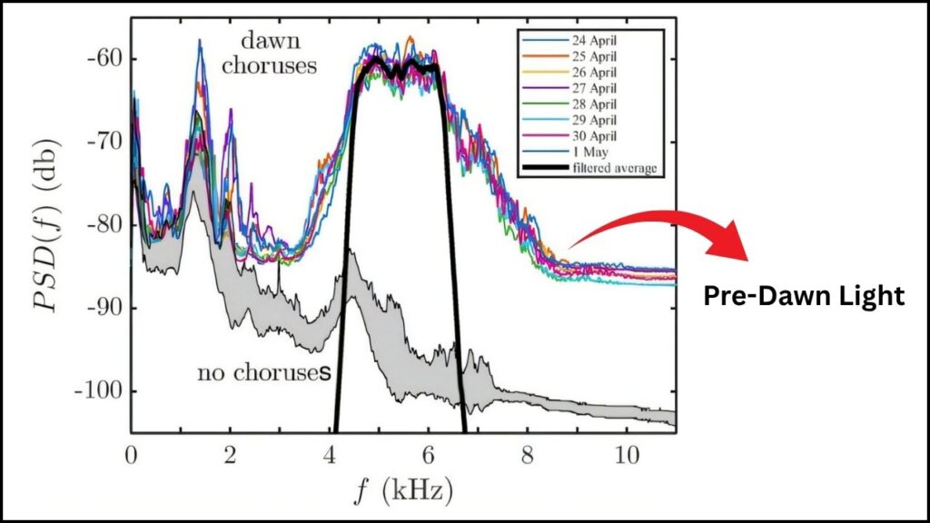 How Cicadas Use Pre-Dawn Light to Tell Time