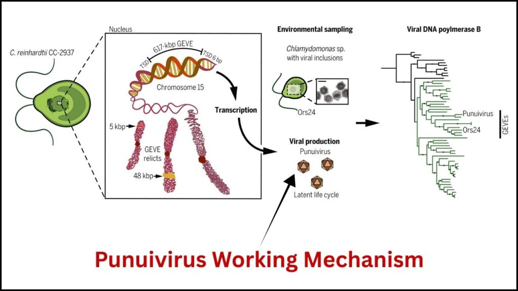 How Does Punuivirus Work