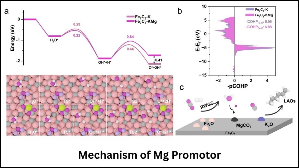 How Mg Promotor Works