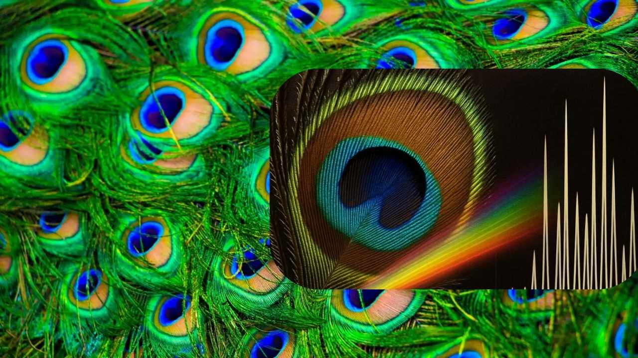 Peacock Feathers Turn Into Living Lasers