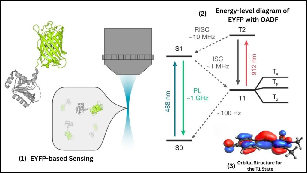 Scientists Create First-Ever Protein Qubit Inside a Living Cell – A Quantum Leap in Biology 3 Protein Qubit Inside a Living Cell