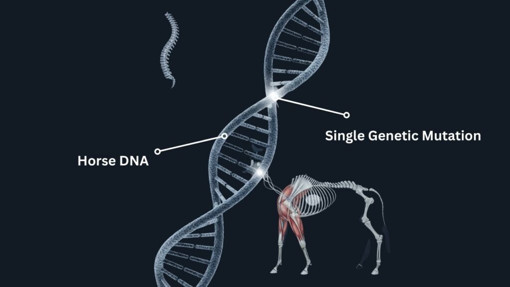 The Single Genetic Mutation That May Have Made Horses Rideable 1 The Single Genetic Mutation That May Have Made Horses Rideable