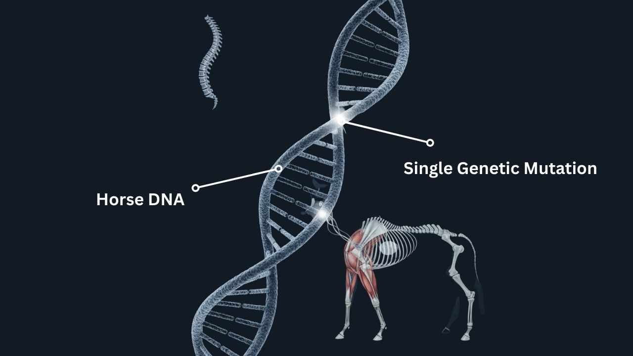 The Single Genetic Mutation That May Have Made Horses Rideable