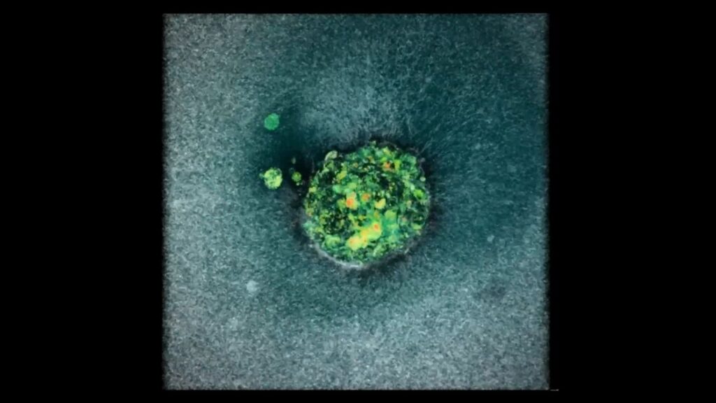 First-Ever Footage Shows Human Embryo Implanting in the Uterus 3 What Makes Humans Different From Mice