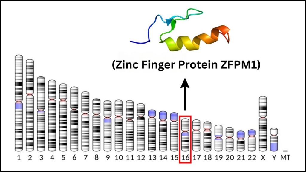 The Single Genetic Mutation That May Have Made Horses Rideable 3 ZFPM1 Gene