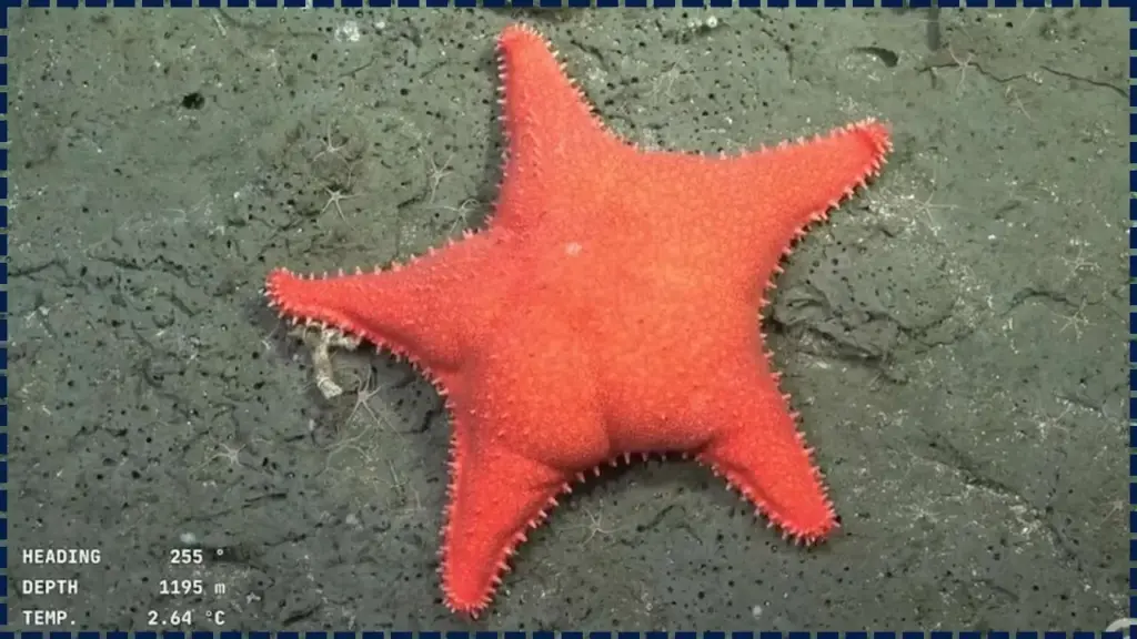 Unusual Starfish Found Deep in the Atlantic