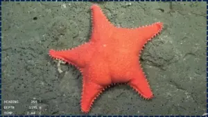 Unusual Starfish Found Deep in the Atlantic Leaves Scientists Searching for Answers 7 Unusual Starfish Found Deep in the Atlantic